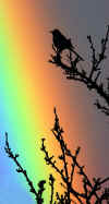 RAINBIRD2.jpg (83194 bytes)